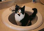 Muffin LOVES the sink!