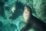 Sea Lions pics taken by Amandah